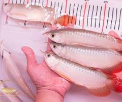 Premium Arowana Fish for Sale